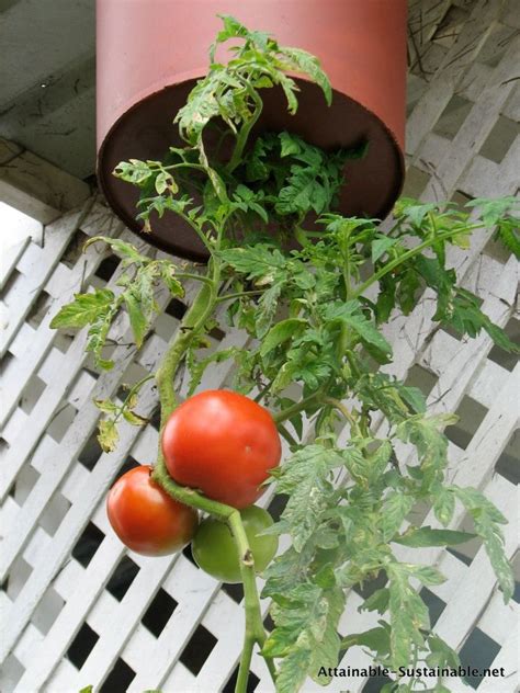 Upside Down Tomatoes