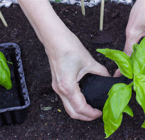 How To Transplant Seedlings Your House Your Garden