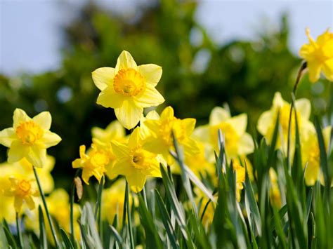 The Best Daffodil Varieties That Bloom All Spring Saga