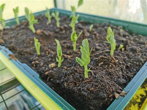 Comment R Aliser Un Semis En Pots En Barquettes Ou En Godet