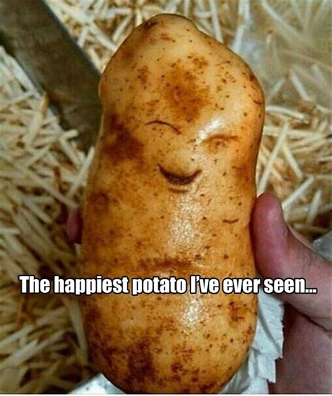 44 Best Potato Humor Images On Pinterest Optometry Potato Humor And
