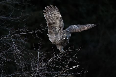 The Difficulties Of Photographing Great Gray Owls Wyoming Public Media