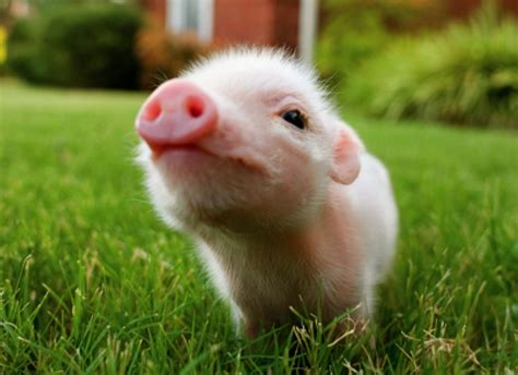 69 Cute Pig Wallpaper