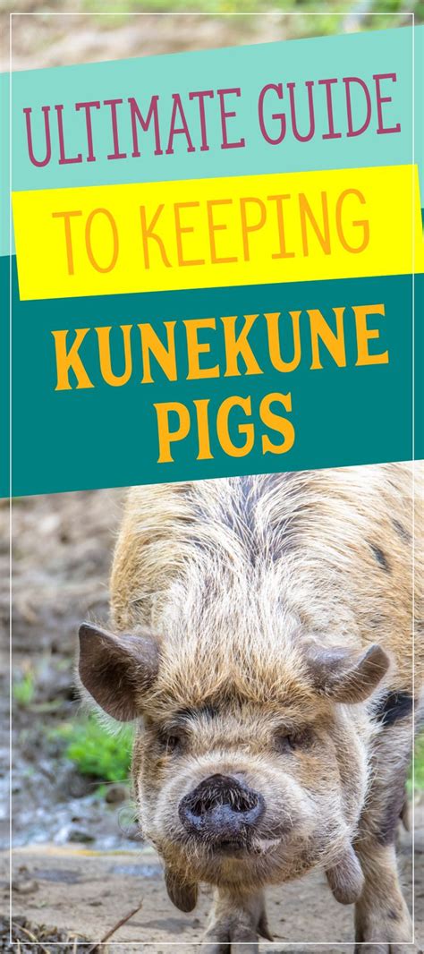 Ultimate Guide To Keeping Kunekune Pigs On The Homestead In 2020 Kune