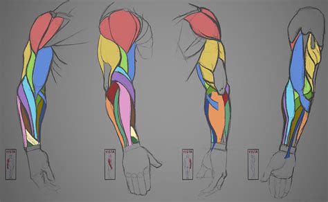 Arm Muscles Reference Drawing