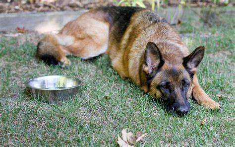 Best Dog Food For German Shepherd With Sensitive Stomach