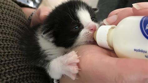 Two Week Old Kittens Found Dumped In Bin Bag In Essex Itv News Anglia