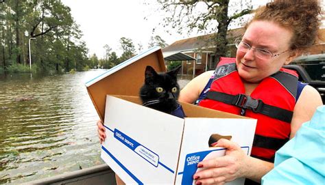 A Therapy Cat Owner Is A Remarkable Individual Poc