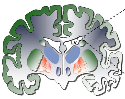 Adult Neurogenesis Queensland Brain Institute University Of Queensland