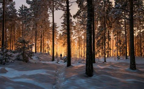 Landscape Nature Winter Forest Sunrise Sunlight Trees Snow Cold Wallpapers Hd Desktop