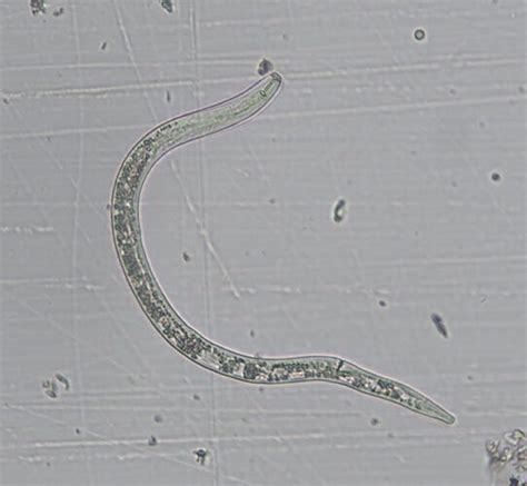 Getting To The Root Of Plant Parasitic Nematodes Fruit And Vegetable