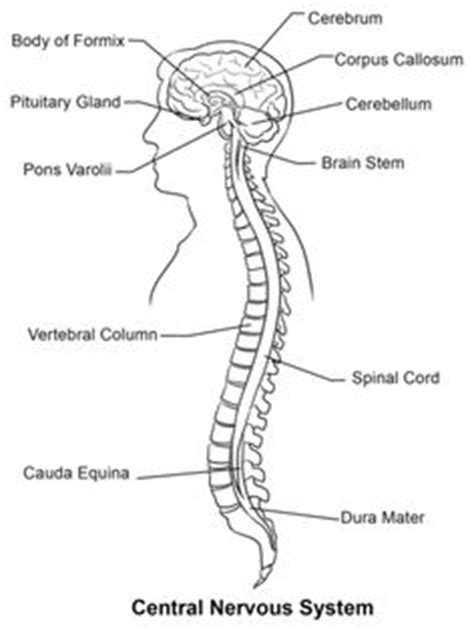 The central nervous system (cns) is that portion of the vertebrate nervous system that is composed of the brain and spinal cord. Diagram of the Central Nervous System | Nervous System ...