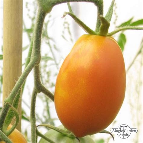 Tomato Orange Banana Solanum Lycopersicum Organic The Good To