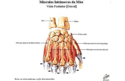 Músculos Da Mão Anatomia Papel E Caneta