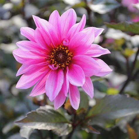 Dahlia Peony Flowered Fascination 2 Tuber Clumps Longfield Gardens
