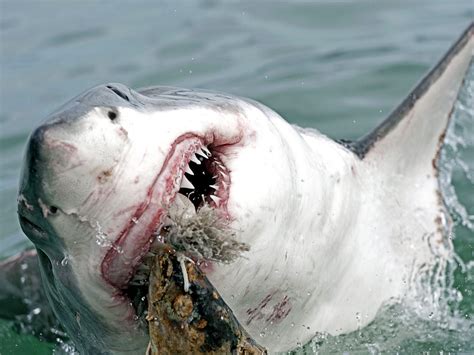 The 10 Most Dangerous Sharks Howstuffworks
