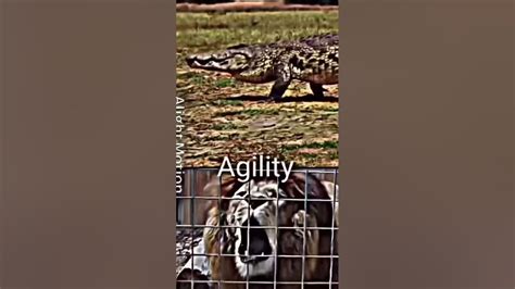 Nile Crocodile Vs Barbary Lion Youtube