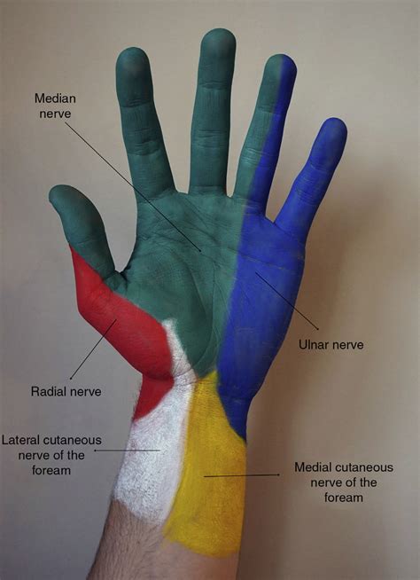 Cutaneous Innervation Of The Anterior Surface Of The Hand Yellow The Best Porn Website