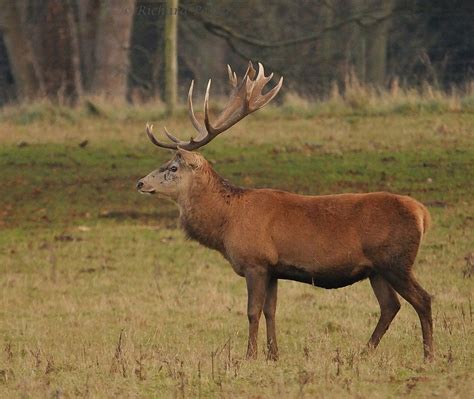 Pegler Birding Pure Gold On 2nd And 3rd December 2012