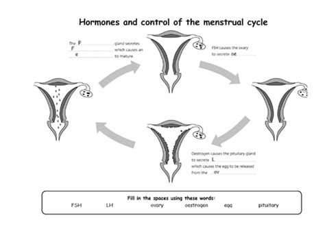 gcse the menstrual cycle teaching resources