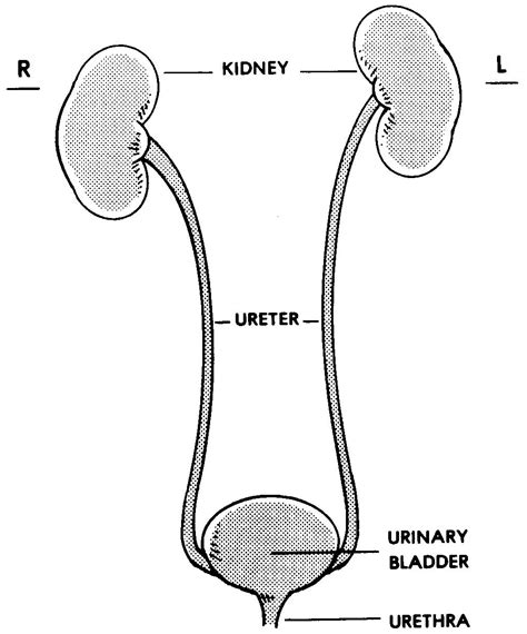Images Urogenital Systems Basic Human Anatomy