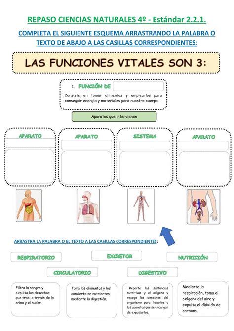 Las Funciones Vitales Ficha Interactiva Sistemas Del Cuerpo Humano My