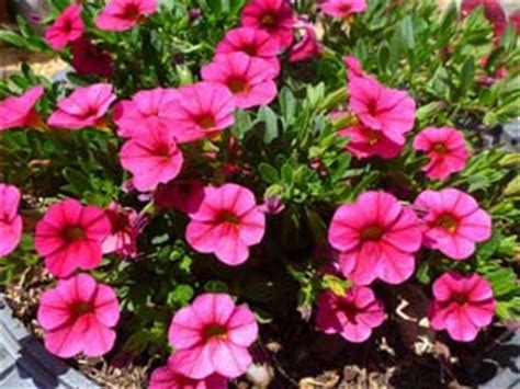 Flowers that start with c: Plant index. Plants starting with 'C'.