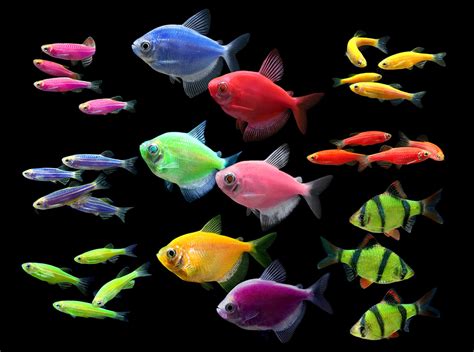 Glofish Introduces High Contrast Electric Green Barb