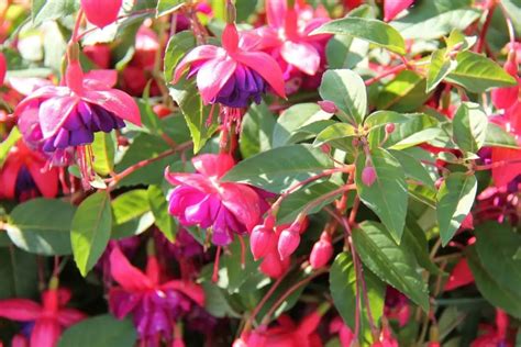 Fuchsia Plants 21 Types Of Popular Fuchsia With Pictures