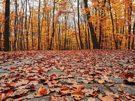 Autumn Leaves On The Forest Floor 1970589 Stock Photo At Vecteezy