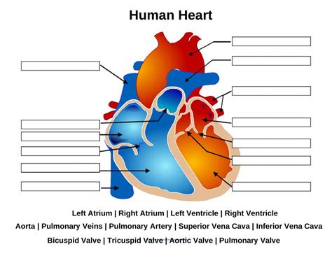 Human Heart Diagram Quiz