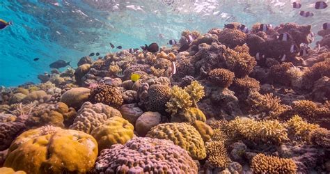Dine Next To Marine Life In Underwater Restaurant In The Maldives