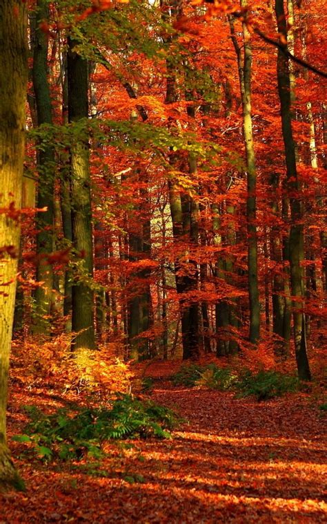 Free Download Autumn Wood Leaves Trees Red Gleams Wallpaper Background
