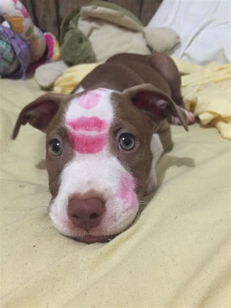 Pitbull Full Of Kisses Only Marks They Should Have I Love My Pitbull