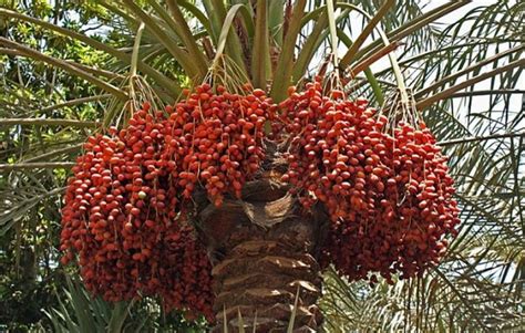 Date Palm Planting Information In Punjab Apni Kheti