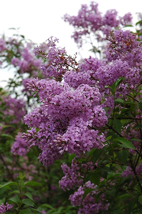 Very floriferous, syringa x chinensis 'lilac sunday' (chinese lilac) is a deciduous shrub with showy panicles packed with fragrant, single, pale purple flowers. Chinese Lilac (Syringa x chinensis) in Milwaukee ...