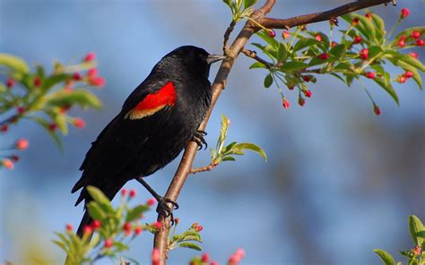 Free Download Beautiful Parrot Pinch Bird Beautiful Bird Bird Red Bird