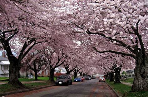 Where Cherry Trees Are Blooming Right Now Portland And In The Future