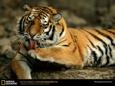 Tiger Cubs Free National Geographic Pix