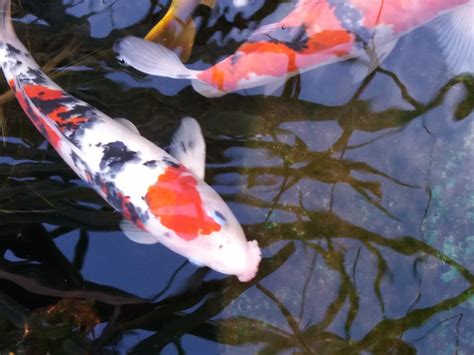 My Koi This Is My Koi I Got About 4 Months Ago I Got Him Because He Was