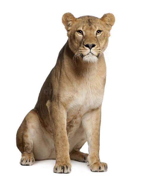 960 Lioness Free Stock Photos Stockfreeimages