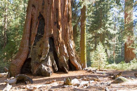 Exploring Giant Sequoia Groves Sequoia And Kings Canyon National Parks