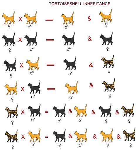Feline Genetics By Coat Color Cat Colors Cat Behavior Cat Language