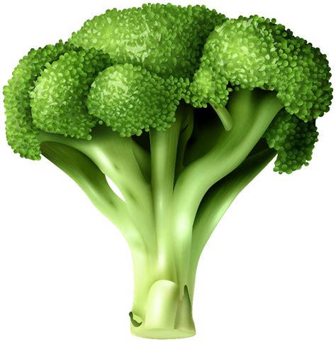 Download High Quality Broccoli Clipart Transparent Png Images Art