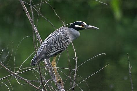 Yellow Crowned Night Heron Photography Forums