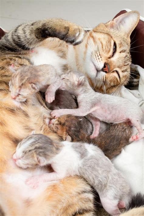 El Gato De La Madre Está Cuidando El Gatito Recién Nacido Foto De
