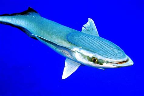 The Ever Clingy Remora Cool Fish Sea Animals Weird Animals