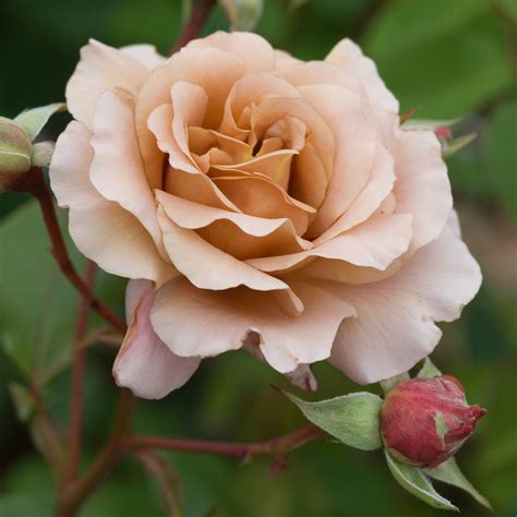 Julia's Rose | Hybrid Tea | David Austin Roses