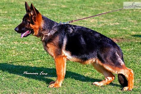 Very Deep Red Black Gsd Male Dogs And Puppies German Shepherd