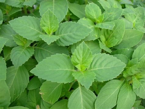 It also helps to lessen unclear thinking as well as what is the sacred or holy basil is indigenous to india, sri lanka, parts of western asia, the arabian peninsula, australia, the pacific islands as well as the malay. Holy basil Seeds, Ram Tulsi or Green Holy Basil, Asian ...